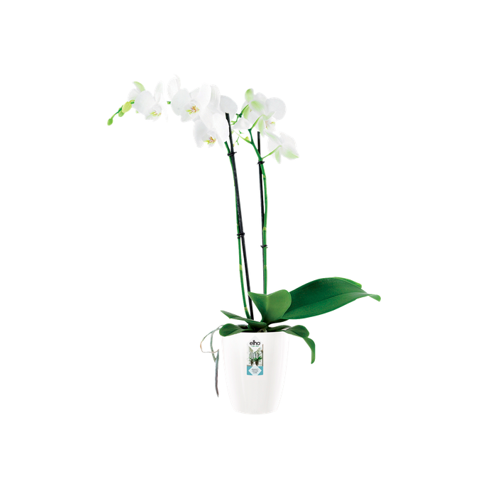 brussels diamond orchidee hoog 12,5cm wit